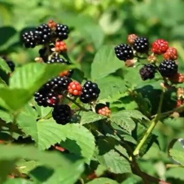 img Situația alarmantă a fructelor care se strică în pădurile României