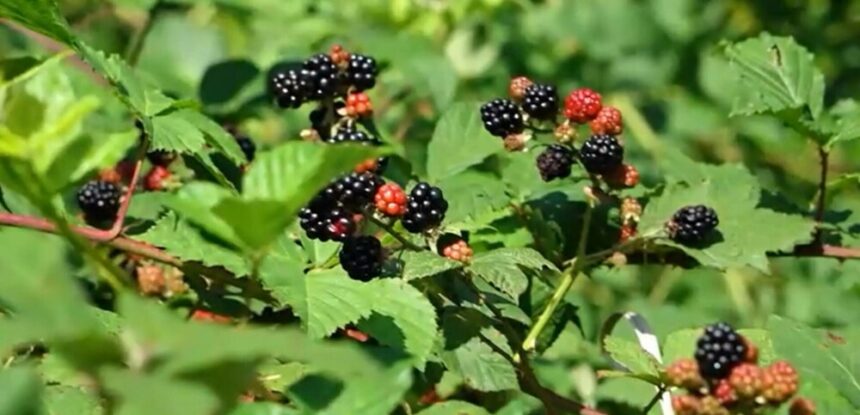 img Situația alarmantă a fructelor care se strică în pădurile României