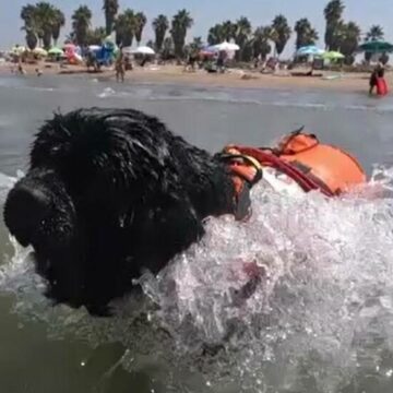 img Câinii salvamari din Italia – eroii neobișnuiți de pe plajă