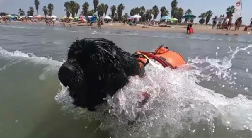 img Câinii salvamari din Italia – eroii neobișnuiți de pe plajă