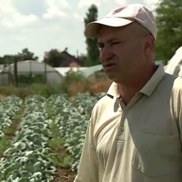 img Varza – leguma preferată a românilor și creșterea producției locale