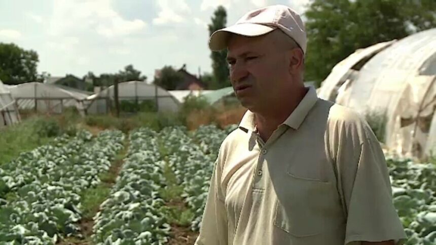 img Varza – leguma preferată a românilor și creșterea producției locale