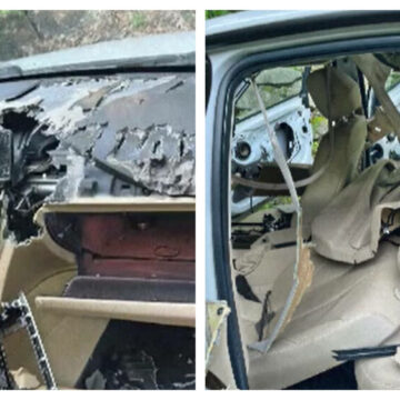 img Ursii din Connecticut – pericolul din spatele volanului