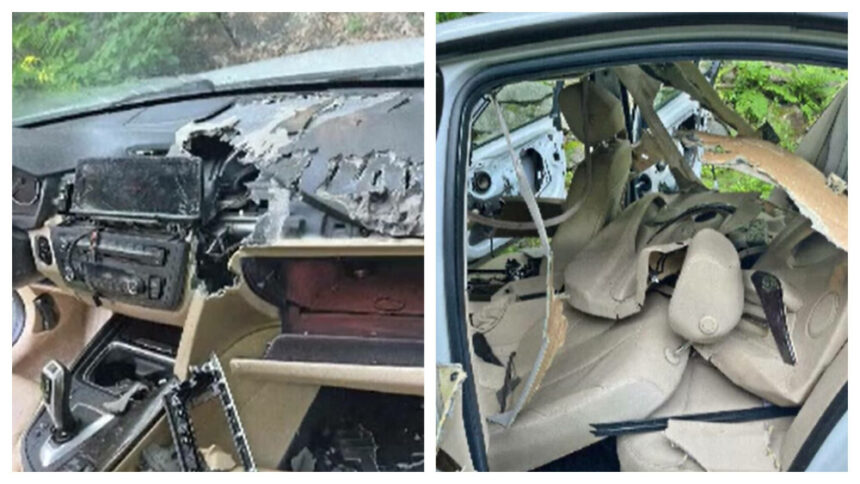 img Ursii din Connecticut – pericolul din spatele volanului