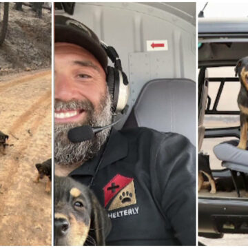 img Pilotul de elicopter care a salvat câinii din calea incendiilor