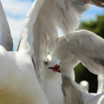 img Pescărușii invazivi creează haos într-un oraș de coastă