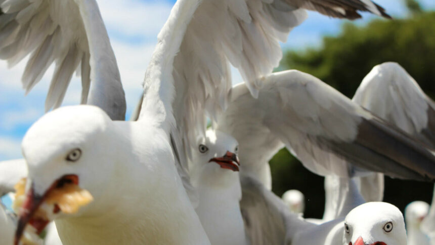 img Pescărușii invazivi creează haos într-un oraș de coastă