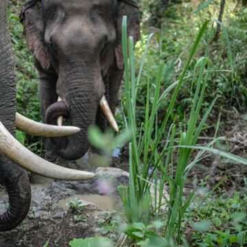 img-162 Prăbușirea interdicției vânătorii de elefanți și drama a 5 elefanți „super colți”