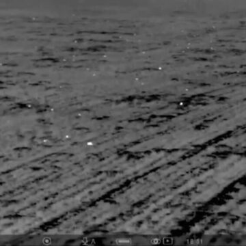 img Invazia șoarecilor a distrus 20% din recolte în Vestul țării