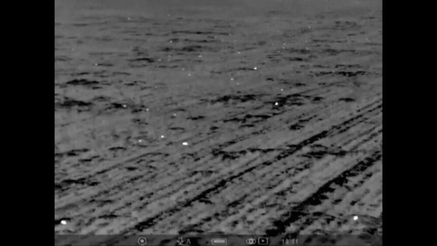 img Invazia șoarecilor a distrus 20% din recolte în Vestul țării