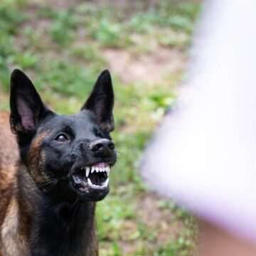 img-190 Tragedie în Argeș: Bărbat ucis de câinele unei vecine după ce a ajutat-o să sacrifice pui