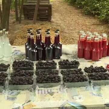 img-351 Producția de zmeură și mure în România atinge cote maxime