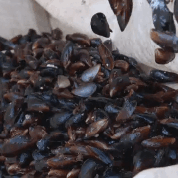 img-36 Oportunitatea dezvoltării fermelor de acvacultură în apele românești ale Mării Negre