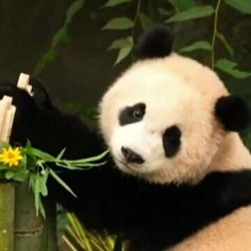 img-381 Doi urși panda gemeni din Coreea de Sud au făcut spectacol la aniversarea de un an