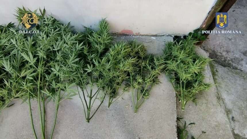 img-397 Bărbat din Sibiu arestat pentru cultivarea de canabis în sere