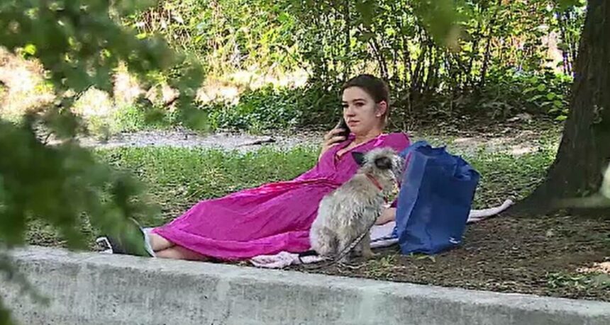 img-438 Controale de amploare în București pentru câini neînregistrați