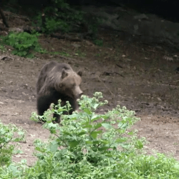 img-47 Reacția Academiei Române după cazul tinerei de 19 ani ucise de un urs pe Jepii Mici