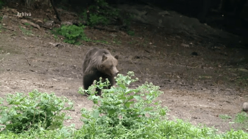 Reacția Academiei Române după cazul tinerei de 19 ani ucise de un urs pe Jepii Mici