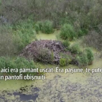 Impactul castorilor asupra unui orășel din nordul capitalei germane