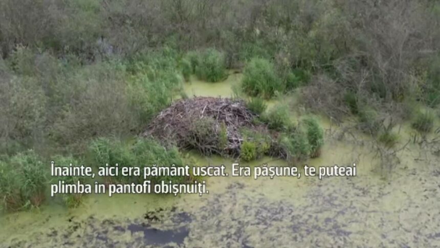 img-560 Impactul castorilor asupra unui orășel din nordul capitalei germane