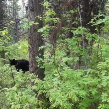 img-602 Întâlnirea unei tinere din Sibiu cu un urs grizzly în sălbăticia munților Canadei