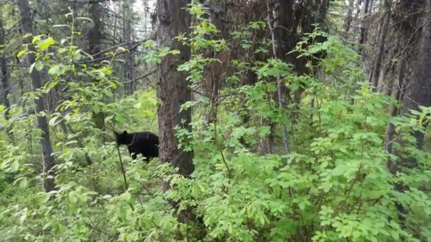 img-602 Întâlnirea unei tinere din Sibiu cu un urs grizzly în sălbăticia munților Canadei
