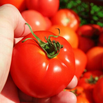 img-622 Roșiile din supermarket – cât de rezistente sunt și de ce nu se descompun