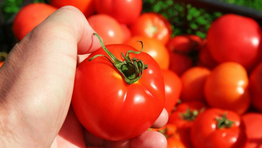 img-622 Roșiile din supermarket – cât de rezistente sunt și de ce nu se descompun