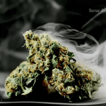 img-65 Bărbat din Bihor prins în flagrant vânzând canabis