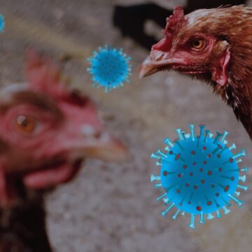 img-660 Alertă! Gripa aviară ar fi ajuns din nou la oameni în SUA