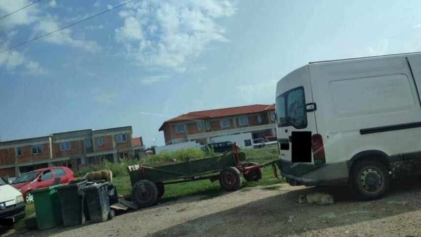 img-72 Poliția Locală din Timișoara amendează persoanele care cresc animale în municipiu