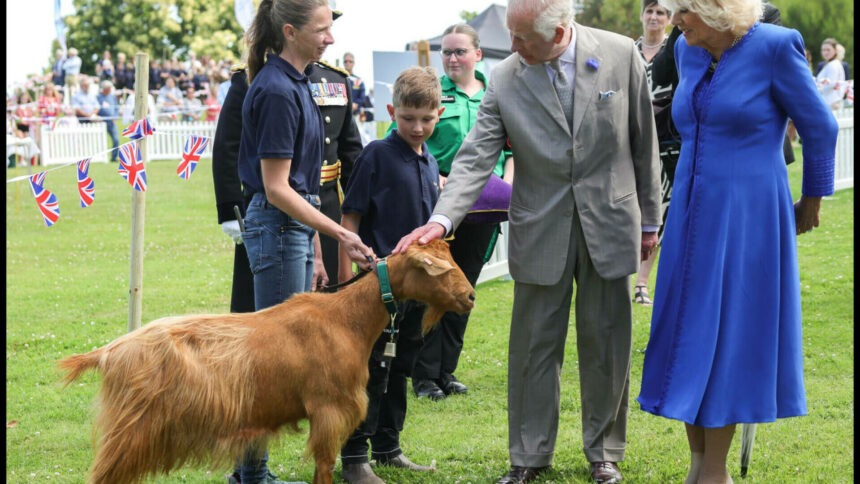 img-864 Capra spălată cu Head & Shoulders devine prima capră cu titlu regal acordat de Regele Charles