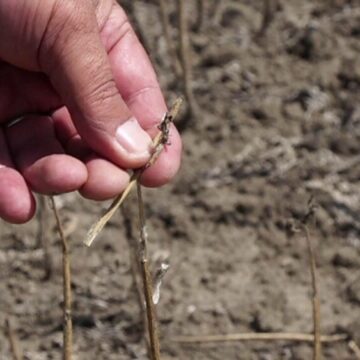 img Despăgubiri pentru fermieri afectați de caniculă în România