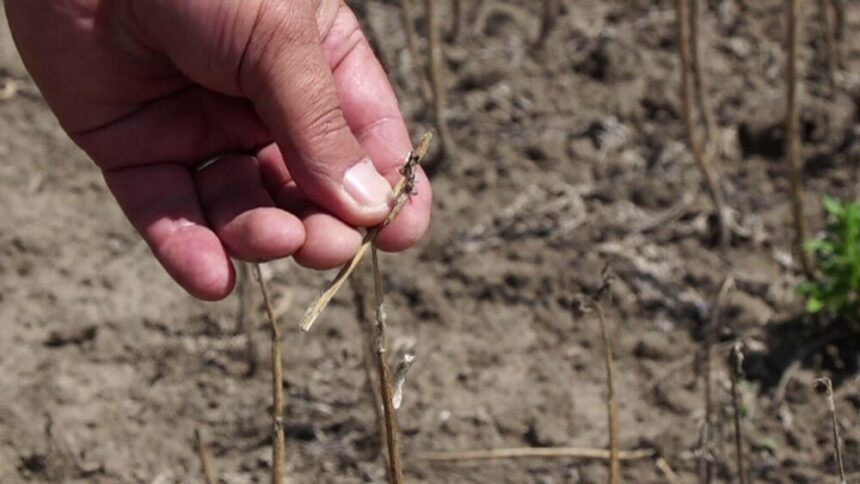 img Despăgubiri pentru fermieri afectați de caniculă în România