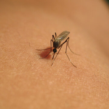 img Rafila avertizează despre infecția cu virusul West Nile