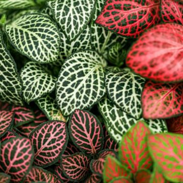 img Fittonia albivenis – planta cu frunze mozaic. Cum și când să o uzi ca să o păstrezi fericită