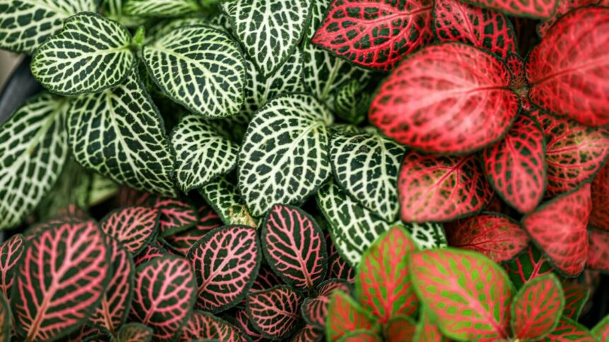 img Fittonia albivenis – planta cu frunze mozaic. Cum și când să o uzi ca să o păstrezi fericită