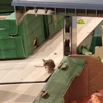 Magazin Lidl din Iași, închis după ce inspectorii au găsit șoareci și muște printre rafturi