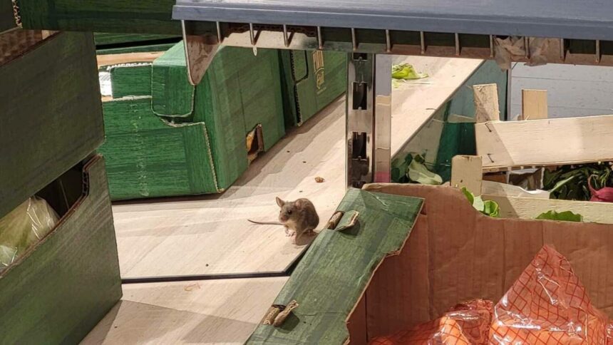 img Magazin Lidl din Iași, închis după ce inspectorii au găsit șoareci și muște printre rafturi