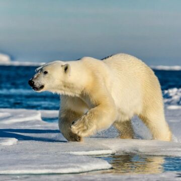 img Ursii polari si fenomenul alarmant de apropiere de oameni