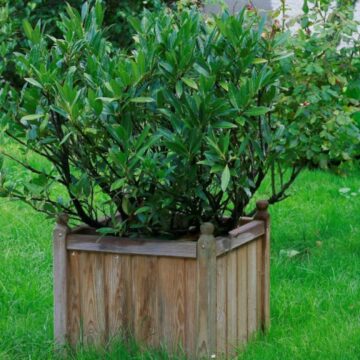 img Elveția interzice vânzarea și importul unei plante populare. Poate provoca otrăviri grave