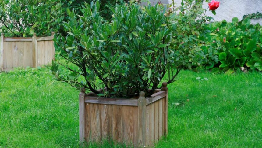 img Elveția interzice vânzarea și importul unei plante populare. Poate provoca otrăviri grave