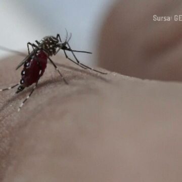 img Cazul infecției cu virusul West Nile în Suceava