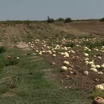 Situația fermierilor din Dăbuleni: Mii de tone de pepeni se strică pe câmp