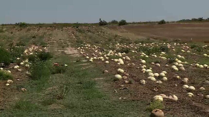 img Situația fermierilor din Dăbuleni: Mii de tone de pepeni se strică pe câmp