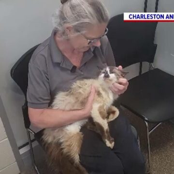 img Revederea emoționantă a motanului Sam cu stăpâna sa după 11 ani