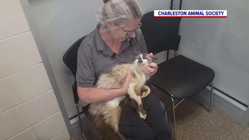 img Revederea emoționantă a motanului Sam cu stăpâna sa după 11 ani