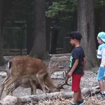 img Cerbii lopătari, noua atracție a Grădinii Zoologice din Târgu Mureș