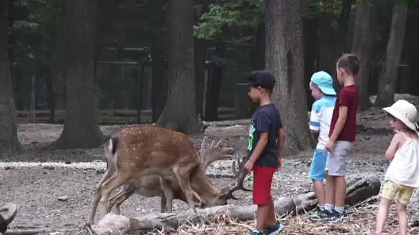 img Cerbii lopătari, noua atracție a Grădinii Zoologice din Târgu Mureș