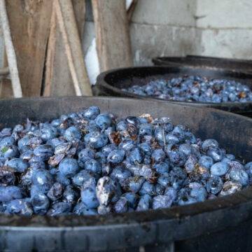 img Culesul prunelor in Romania: traditie si productie de țuică